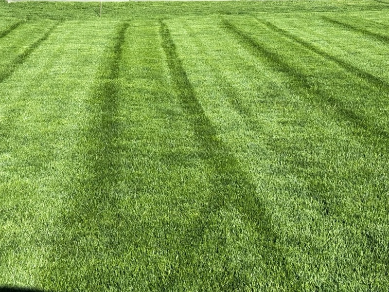 Close-up of professional lawn striping pattern